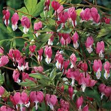 Dicentra Spectabilis Bleeding Hearts K Van Bourgondien Bleeding Heart Shade Perennials Spring Perennials