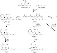 Frontiers | Minor Cannabinoids: Biosynthesis, Molecular ...