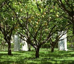 The lemon (citrus limon) is a species of small evergreen tree in the flowering plant family rutaceae, native to south asia, primarily northeast india. Lemon Tree Lifespan What Is The Average Lifespan Of Lemon Trees