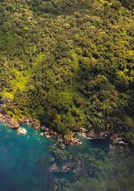 Image result for Rhipidoglossum kamerunense