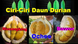 Mendapatkan 4 ekor musang dedes. Ciri Ciri Daun Musangking Ochee Bawor Youtube