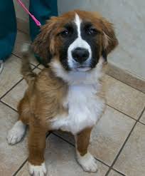 Husky St Bernard Mix Dogs Bernese Mountain Dog Puppy Bernese Mountain Dog