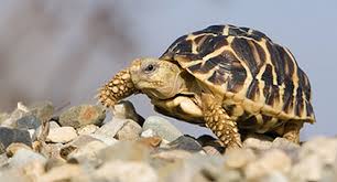 Hamsters, guinea pigs & more. 5 Of The Best Pet Tortoises Reptile Centre