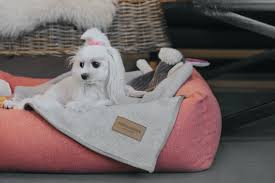 Check spelling or type a new query. Grey Dog Bed Loft Stylish And Comfortable Dog Shop Bowl Bone Republic