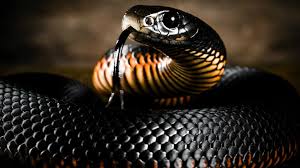 Die giftigste schlage der welt ist die black mamba jedoch nicht. Black Mamba Black Mamba Snake Snake Wallpaper Mamba Snake