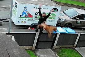 Abusive dog owner gets five-year ban after being filmed hurling elderly  Staffie – Birkenhead News