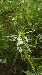 Image result for Leucas songeana