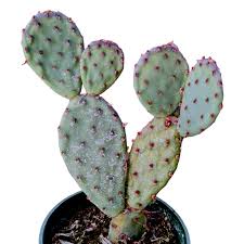 Image result for Opuntia