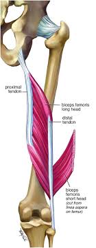 We did not find results for: Proximal And Distal Tendons Extending Into The Muscle Belly Of Biceps Download Scientific Diagram
