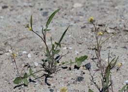 Image result for Sisymbrium orientale