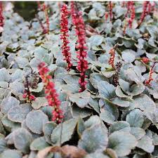 Image result for Gunnera perpensa