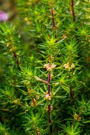 Image result for Anthospermum whyteanum