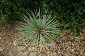 Image result for Yucca