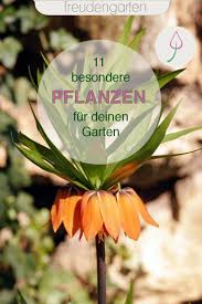 11 Aussergewohnliche Pflanzen Fur Den Garten In 2020 Garten Pflanzen Pflanzen Garten