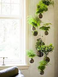Plants Seedlings For Sale Ebay Indoor Green Plants Plants Hanging Plants