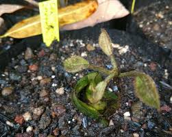 Image result for Cola lateritia