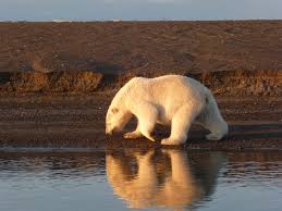 La disparition de la banquise réduit cependant leur territoire de chasse. Alaska Le Crepuscule Des Ours Geo