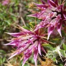 Image result for Macledium zeyheri