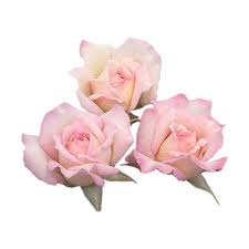 Tube 1 Png Liked On Polyvore Featuring Flowers Fillers Roses Fillers Pink And Backgrounds Pink Rose Png Flowers Aesthetic Stickers