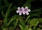 Image result for Streptocarpus umtaliensis