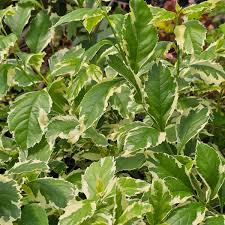 Image result for Duranta erecta
