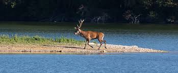 Diaporama saison de brame 2019. Brame Du Cerf A Fontainebleau Cervus Elaphus Periode Et Dates
