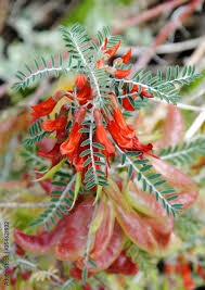 Image result for Lessertia pauciflora