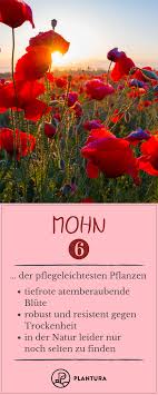 Pflegeleichtesten Pflegeleichten Pflegeleichte Pflegeleicht Trockenheit Highlight Tiefroten Resistent Pflegeleichte Pflanzen Pflanzen Garten Pflanzen
