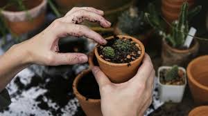 Menanam sayuran di halaman rumah 1. Trik Berkebun Sayur Di Rumah