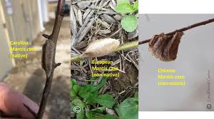 Learn about praying mantid egg cases, called oothecae, and how to watch young mantids emerge from an ootheca. Praying Mantis Species And Hummingbirds Geauga Park District