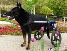 Image result for pets in wheel chairs