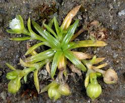 Image result for Sagina