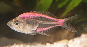Nama Hewan Dari Huruf X Anak Cemerlang Pinker Fisch Susswasser Aquarienfische Gefullter Fisch