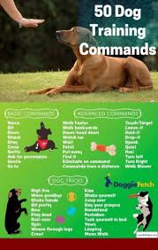 How Do You Potty Train A 1 Year Old Dog And Pics Of How To Train Your Dog To Be Kid Friendly Tip 00465 Dog Training Obedience Dog Training Online Dog Training