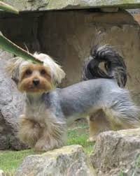 Yorkshire Terrier Vomiting Issues