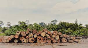 Pemburuan haram yang berleluasa menyebabkan haiwan liar diancam kepupusan. Bernama On Twitter Kira Kira 190 Kes Pembalakan Haram Dalam Tempoh 10 Tahun Https T Co Ko4lumv3ww