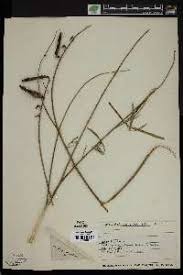 Image result for Crotalaria argyrolobioides