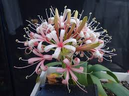 Image result for Ammocharis coranica
