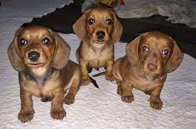Find Miniature Dachshund Dogs And Puppies For Sale In The Uk Near Me Although Affectionate And Eager Dachshund Dog Dogs And Puppies Dachshund Puppy Miniature
