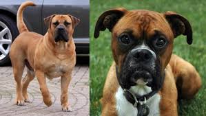 Here is a picture of them. Boerboel Vs Boxer Breed Comparison Mydogbreeds
