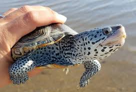The diamondback terrapin or simply terrapin (malaclemys terrapin) is a species of turtle native to the brackish coastal tidal marshes of the eastern and southern united states, and in bermuda. Sam S Field Notes Diamondback Terrapin Coastal Review