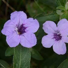 Image result for Vandellia humilis