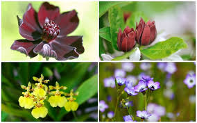 It also spreads from bits of root left behind or dropped on the way to the compost pile. 10 Gorgeous Plants That Will Make Your Garden Smell Like Chocolate Garden Lovers Club