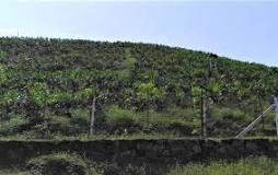 Image result for sri lanka bans palm oil culture