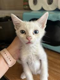 Adorable kittens of the author's sister in Siamese Cats Rule group