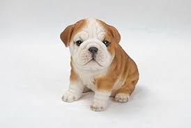 Looking for a family pet dog or guard dog to bring home? Buy All Line Polycast Sitting Bulldog Puppy Figurine 6 5 Online At Low Prices In India Amazon In