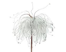 But there are ways to figure out what type of clematis you are growing, which helps with pruning and care decisions. Dispersal A D Anna Laurent
