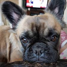 Is That An Ewok Meet The Super Rare Long Haired French Bulldog The Dog People By Rover Com Long Haired French Bulldog French Dogs Kittens And Puppies