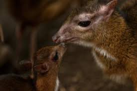 Deer can be cute, but can they really be kept as pets? Hamster Sized Deer Born In Spain
