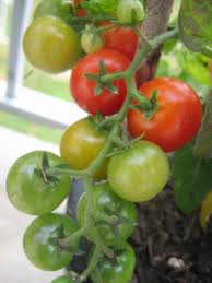 Large slicing tomato plants paste tomato tomato plant collections. Growing Notes And Review Of Tiny Tim Tomatoes